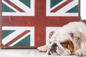 Bulldog inglese: un cane dal buon carattere