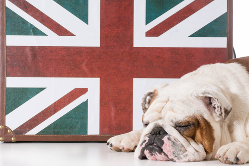 Bulldog inglese: un cane dal buon carattere