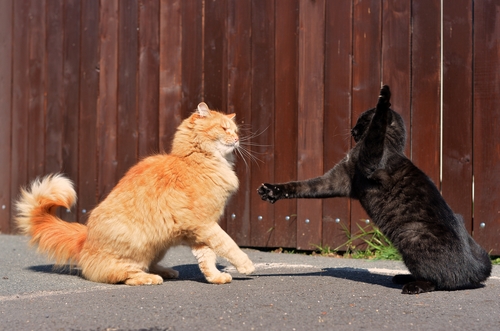 I gatti e l'istinto di lotta:  perchè lottano fra loro?