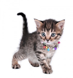 Perché non dovete mettere il campanello al vostro gatto?