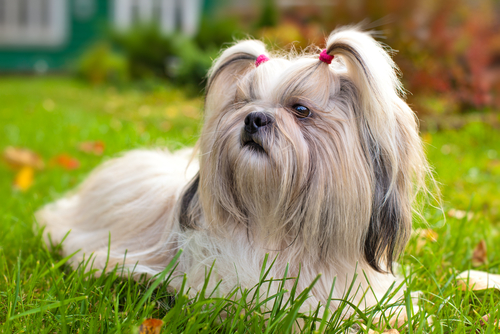 Shih-Tzu