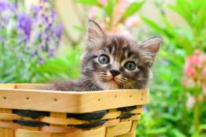 Consigli utili prima di adottare un gatto