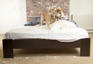 Che cos'è l'ansia da separazione e come porvi rimedio