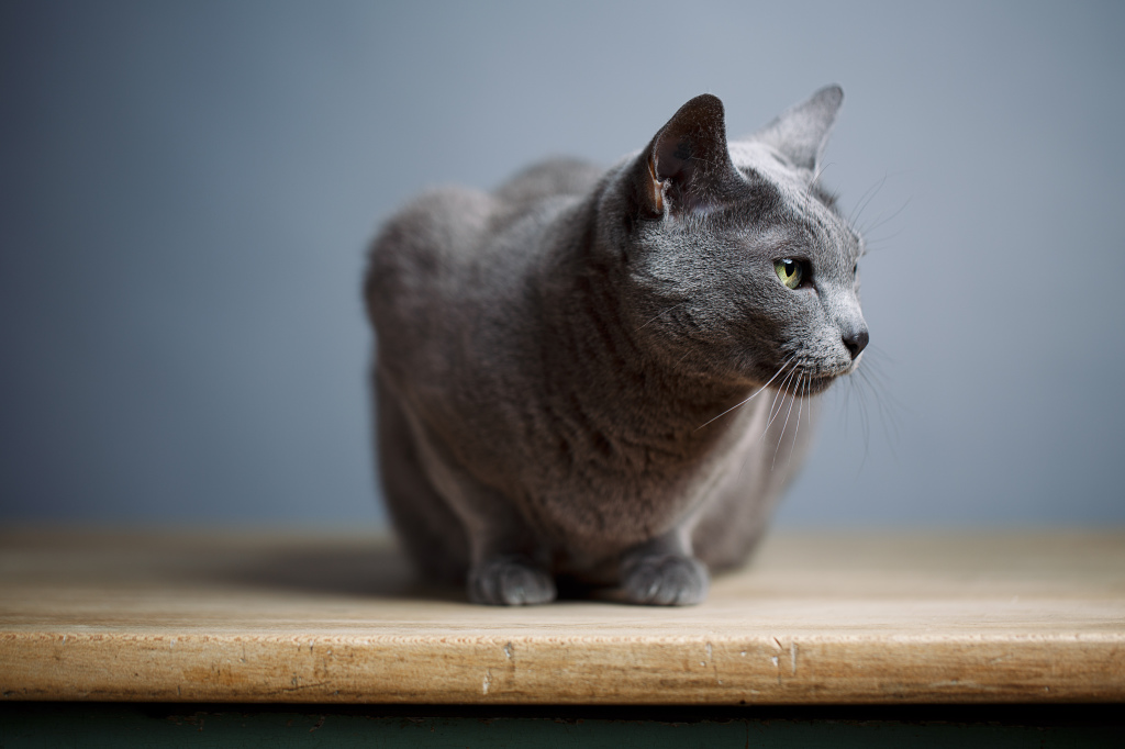 Blu di Russia-2-1024x682