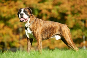 Il meraviglioso boxer: un eterno cucciolo