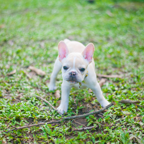 bulldog-2