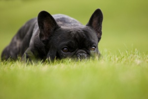 Tutto sul bouledogue francese