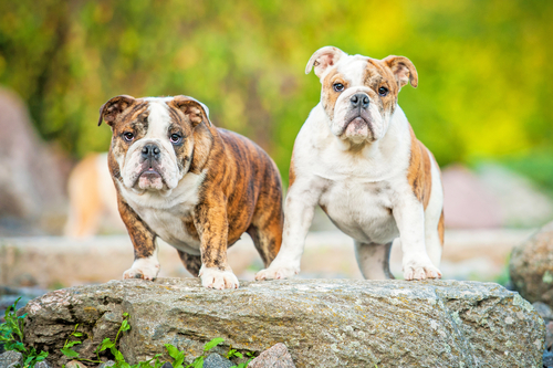 bulldog-inglese-2