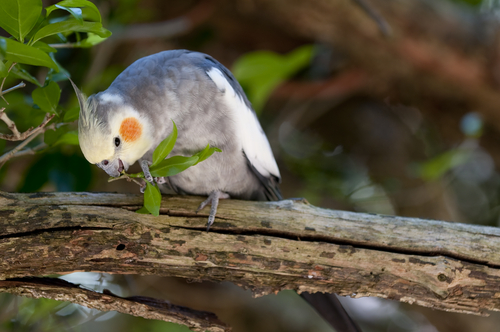 Come prendersi cura della calopsite