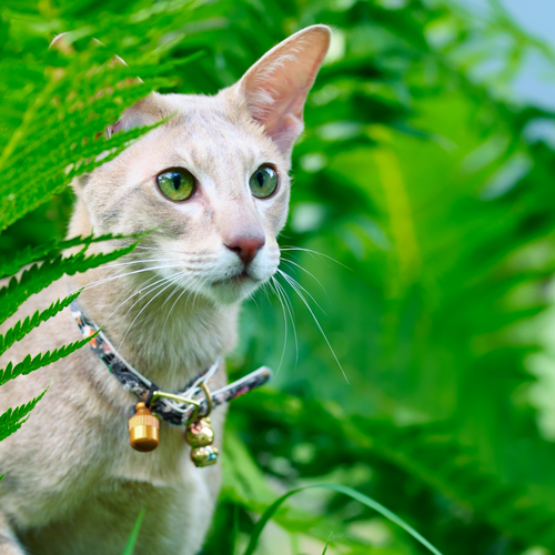 campanellino-gatto-3