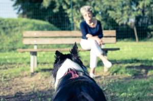 Salvate il vostro cane: Non mollate il guinzaglio!