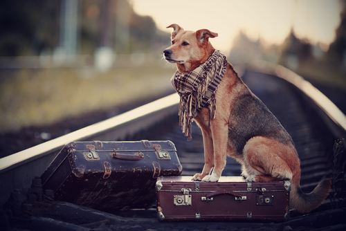 cane-aspetta-padrone