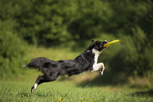 border collie salta sul prato