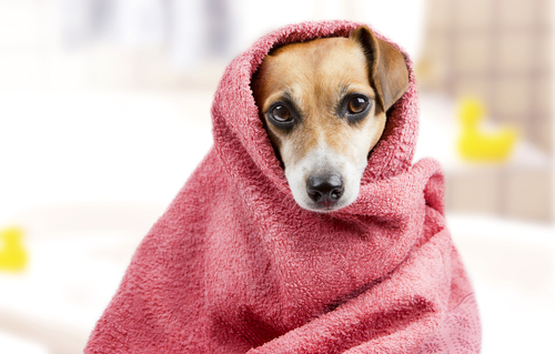 Preparate il vostro cane al bagno: come eliminare la paura e di cosa avete bisogno