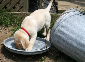 Perché i cani adorano la spazzatura e come risolvere questo problema