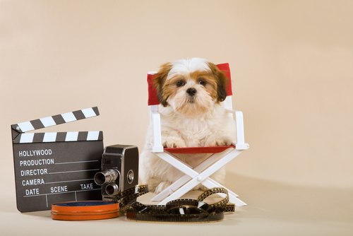 Addestramento dei cani per il cinema e per la tv
