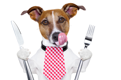 7 alimenti che il vostro cane non deve ingerire