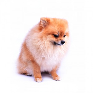 Trucchi per cani nervosi