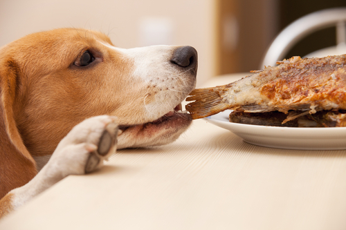 Come evitare che il cane chieda cibo mentre state mangiando