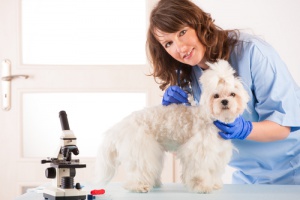 La trasfusione di sangue sugli animali domestici