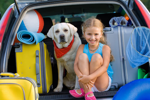 Cane in macchina: come insegnargli a viaggiare