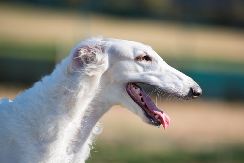 caneborzoi
