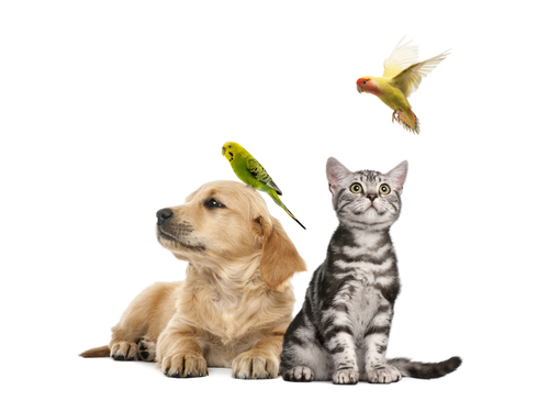 Cani, gatti e uccelli