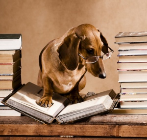 I cani nella letteratura