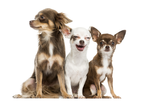 Le 10 razze canine più piccole del mondo