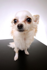 Come far sparire le macchie da lacrimazione negli animali