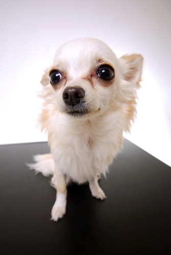 chihuhua1