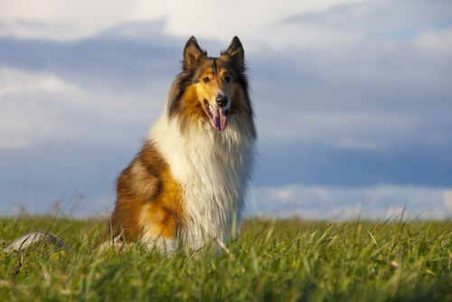 collie-scozzese