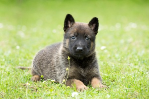 Come insegnare al vostro cane il comando " A terra"
