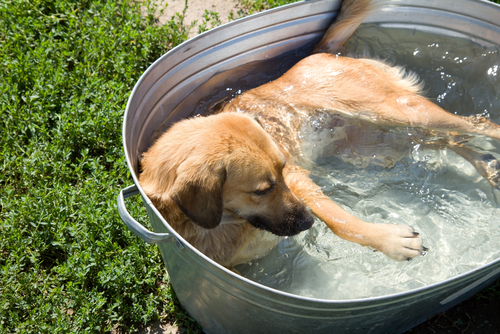 Come aiutare il cane a combattere il caldo