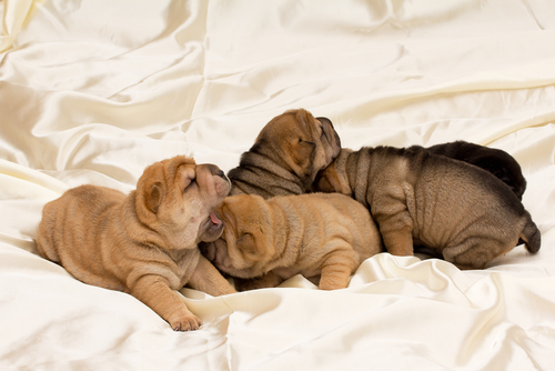 cuccioli-shar-pei
