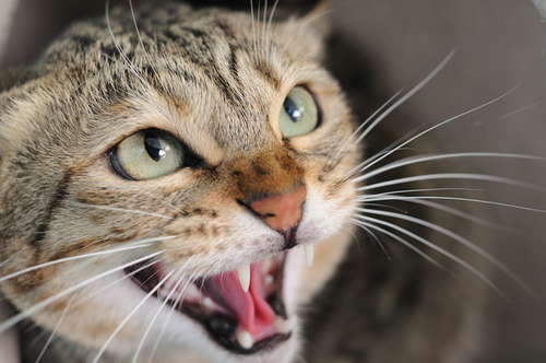 Cosa rivela la dentatura dei gatti?