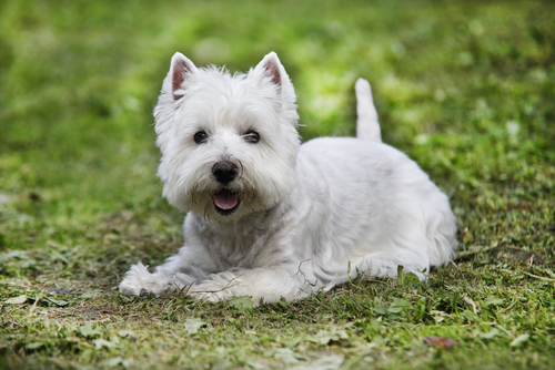 Dermatite atopica canina: come curare il vostro cane