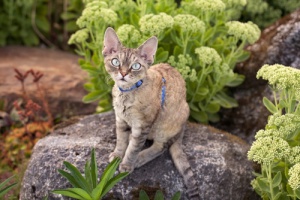 Un gatto attivo, giocherellone e docile: il Devon Rex