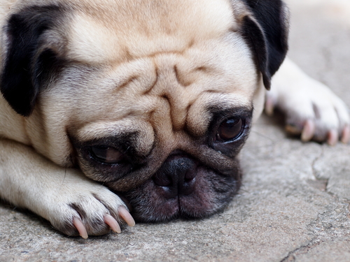 educare-il-tuo-cane-3