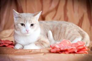 Trucchi per indovinare l'età del vostro gatto