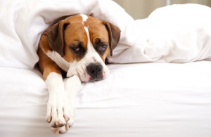Cosa significa la febbre nei cani?