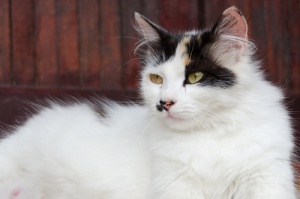 Come si comporta una gatta incinta?