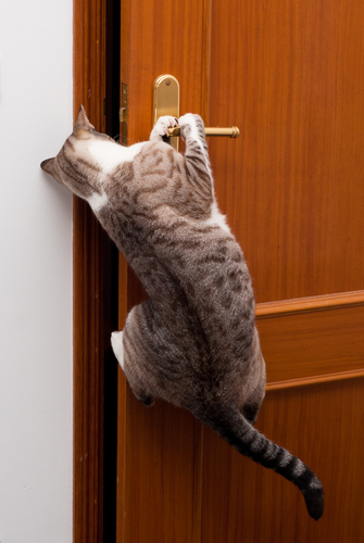 gatto-apre-porta