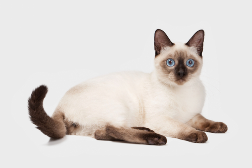 gatto-siamese-2