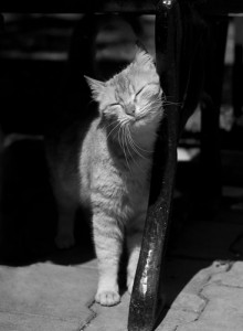 Sapete perché il vostro gatto strofina la testa contro di voi?