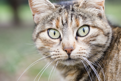 Curiose sugli occhi dei gatti. I Miei Animali  --- (Fonte immagine: https://imieianimali.it/wp-content/uploads/2015/05/gatto3.png?auto=webp&quality=45&width=1200&crop=16:9,smart,safe)