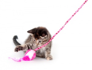 Come giocare con il vostro gatto