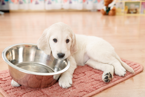 5 motivi per cui utilizzare una ciotola in metallo per alimentare il vostro animale domestico