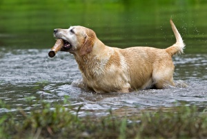 Il Labrador Retriever Un Cane Nobile I Miei Animali