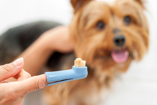 Lavare i denti ai cani: come e perché
